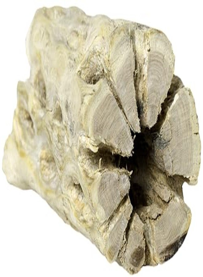 Galapagos Galápagos (05271) Cholla Wood - Natural Aquarium & Terrarium Decoration for Fish Tanks, Reptile Tanks, and Bird Perches, 12”, Natural - Image 2